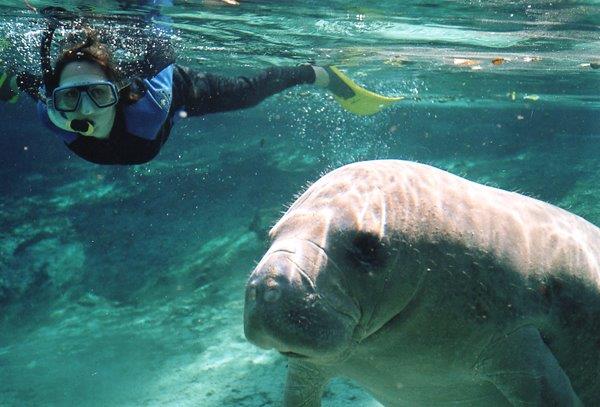 Snorkel with Manatees